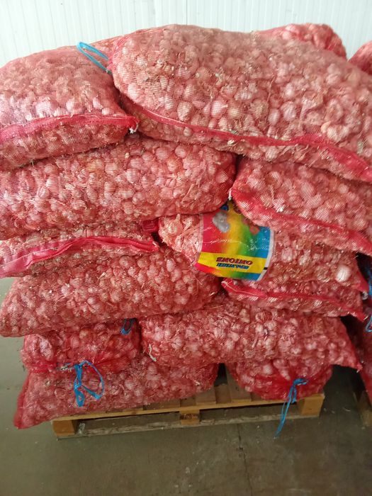 Vând usturoi de plantat !!!urgent