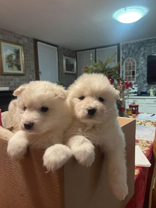 Catelusi rasa samoyed