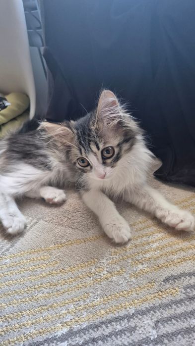 Котенок домашний