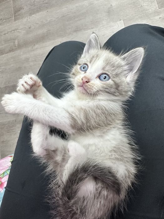 котята, 3 месяца
