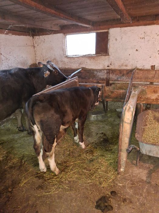 Se vinde Baltat romanesc