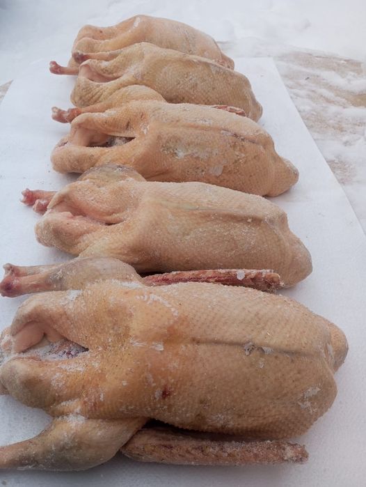 Гуси, мясо гусей тушками Халаль!!!