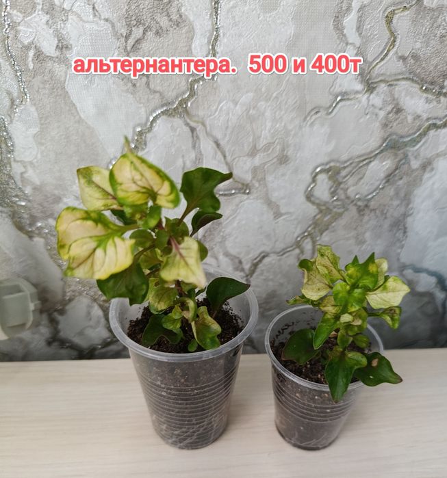 Комнатные растения кжби