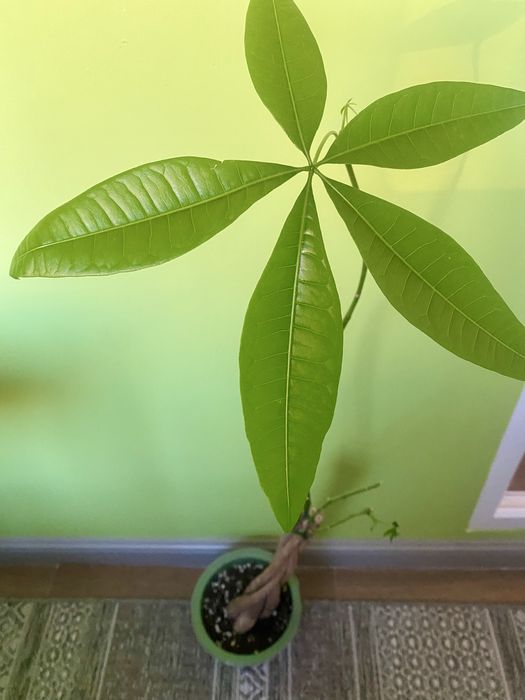 Пахира комнатное растение