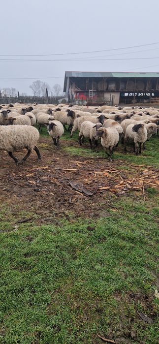 Vând 200 de oi țigări bucălăi gestante