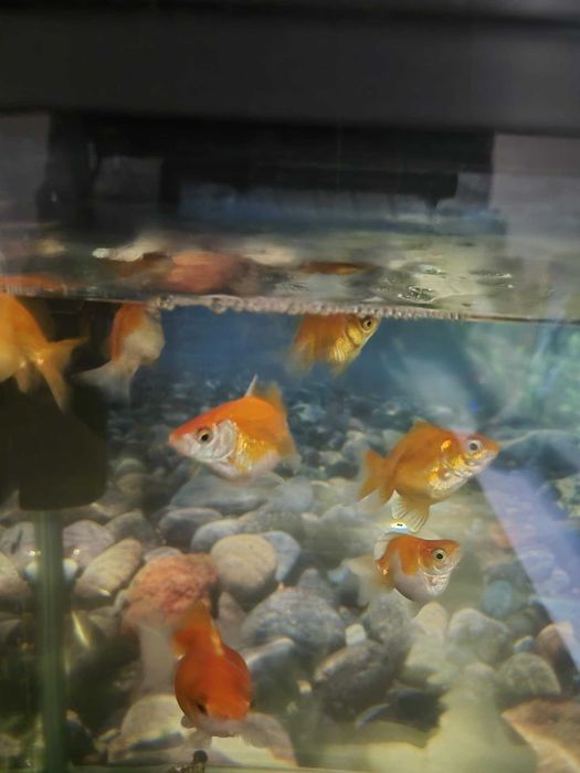 Продавам малки златни рибки  цена за един брой 1.28 евро