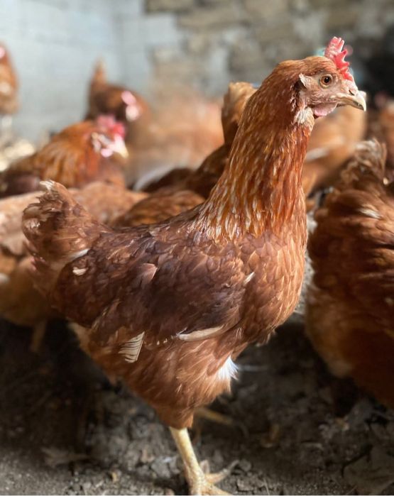 Gaini outoare Isa Brown