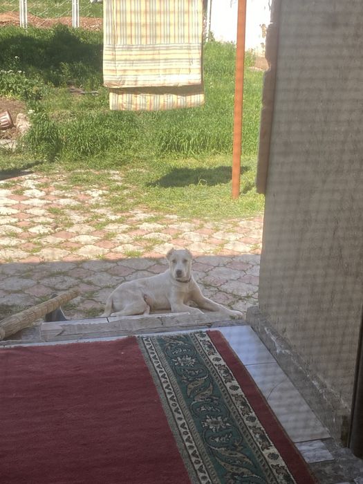 Төбет щенок, 4 мес.