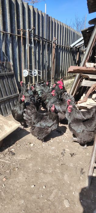 Ouă gaini australorp