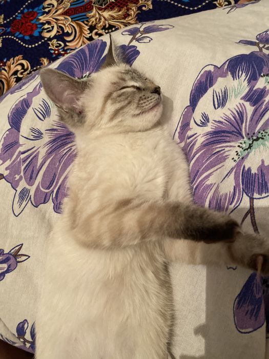 Кошка отдам хорошие руки