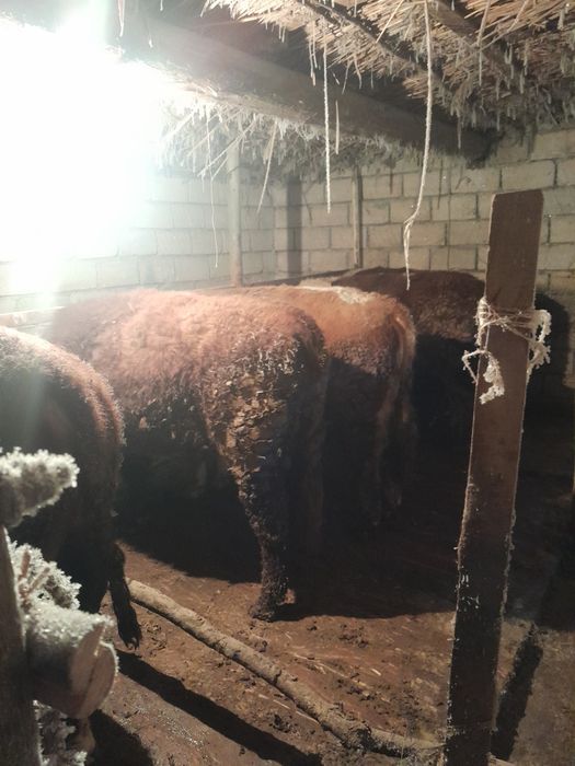 Откорм бұқалар сатылады.