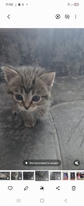 Котенок девочка отдам