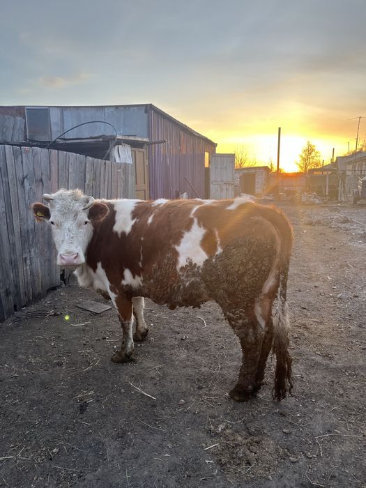 Продам КРС с откорма