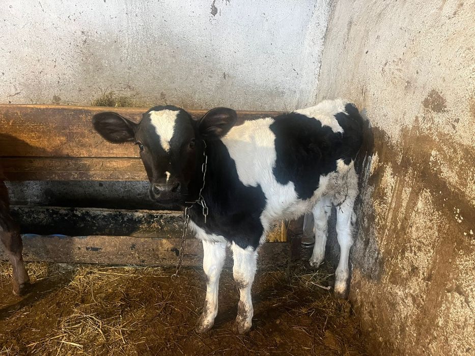 Vând 2 tăurasi frumosi