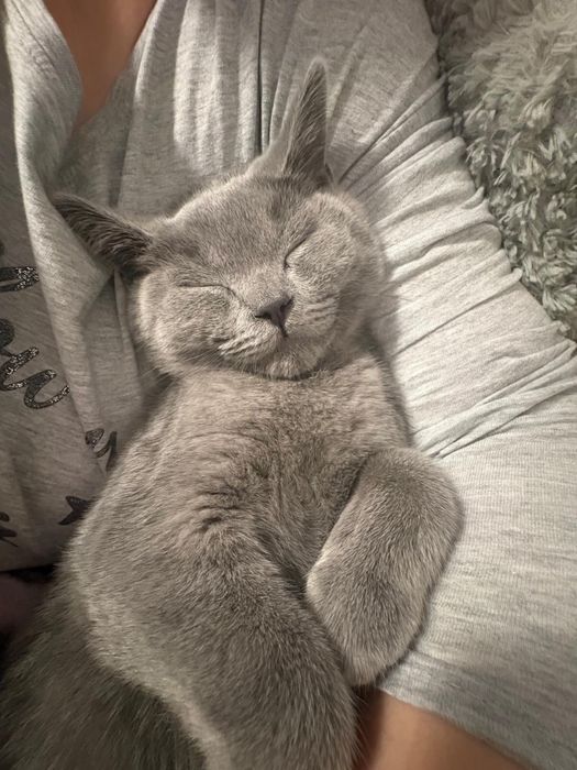 Vand pisoi brithis shorthair cu carnet de sanatae si toate vaccinurile