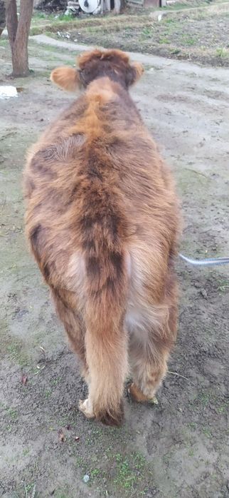 Гуножин молар 2 дона