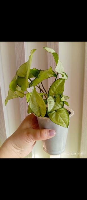 Комнатные растения/ комнатные цветы