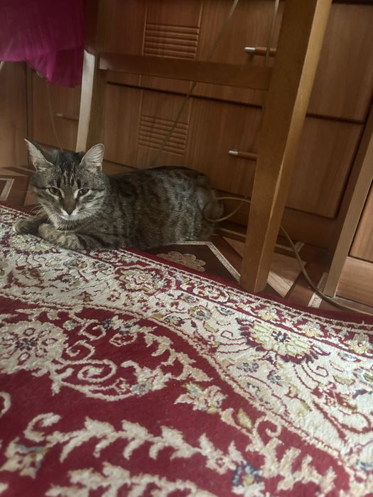 В добрые руки британскую стерил кошку