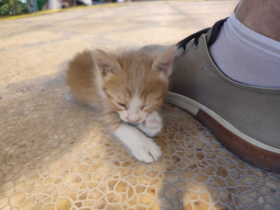Котенок в добрые руки