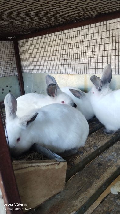 Кролики породы калифорницы