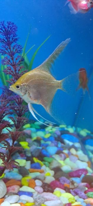 Baliq Skalyariya. 1 ta qolgan Platina rangli