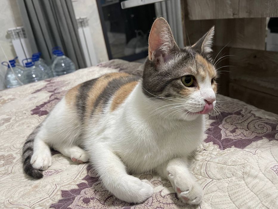 Трехцветная счастливая кошечка. Бесплатно! На участок. Стерелизована