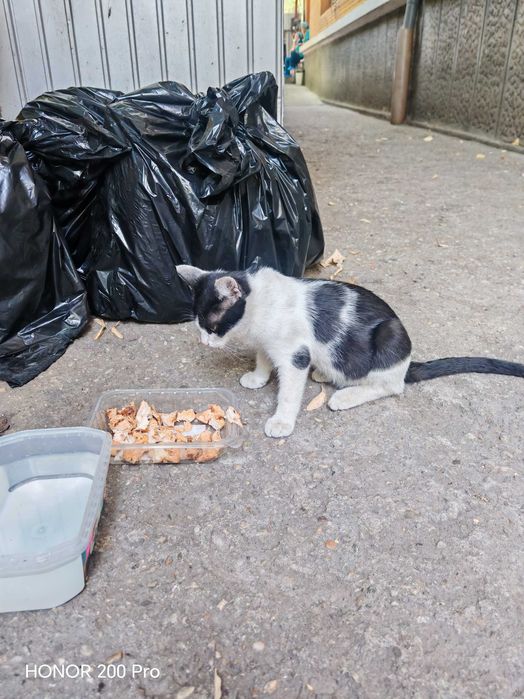 Gratuit! Motan foarte blând și iubitor