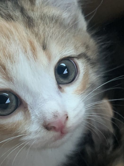 Кошечка ищет дом!
