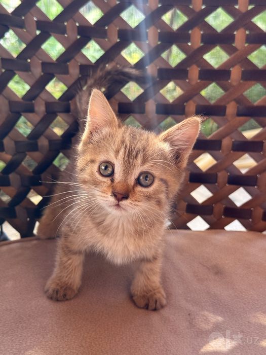Котята в хорошие руки