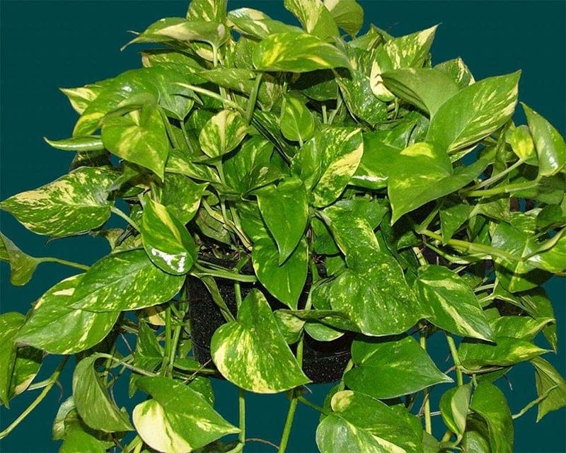 Фикусы, денежное дерево, хлорофитум, роза, сансевьера, герань, доллар