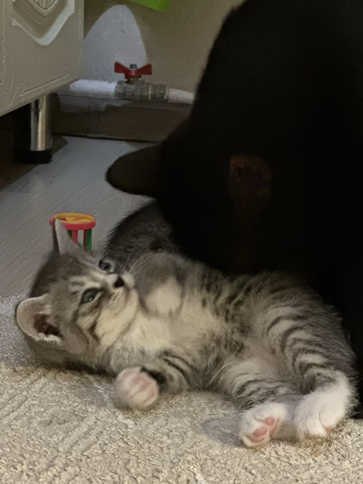Отдам котят в добрые руки