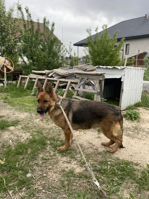 Немецски овчарка