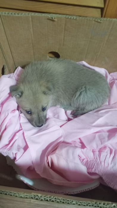 Отдам щеночка в добрые руки