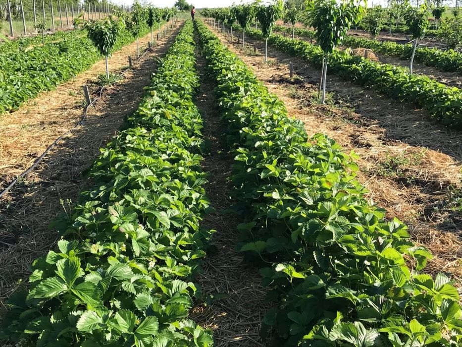 Stoloni capsuni romanesti univers, soi Regina