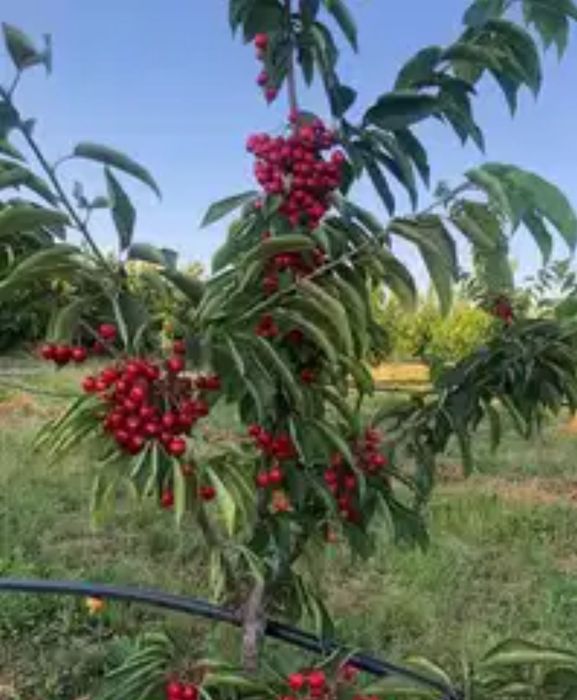 Pomi Fructiferi Columnari (CIRES)