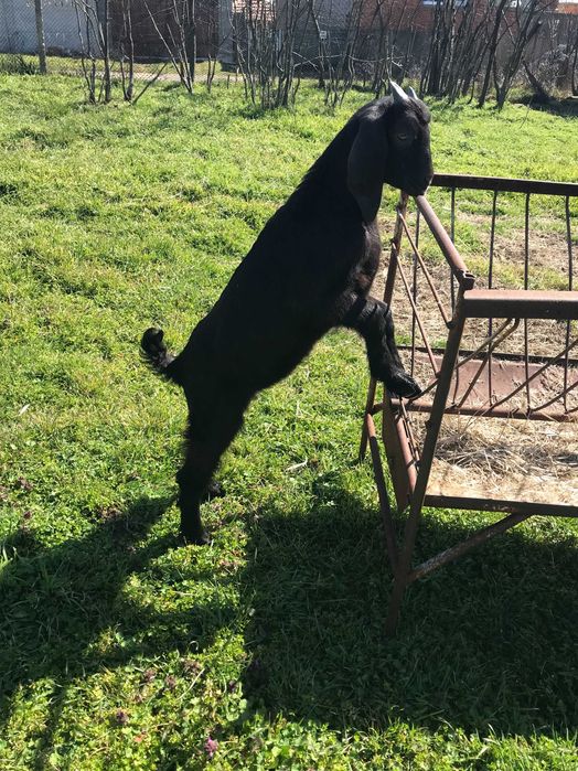 Яре  англонубийско мъжко