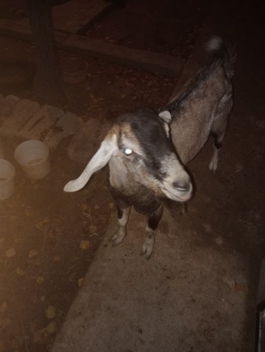 Альпи + Нуби  Ешкі Лақ Теке