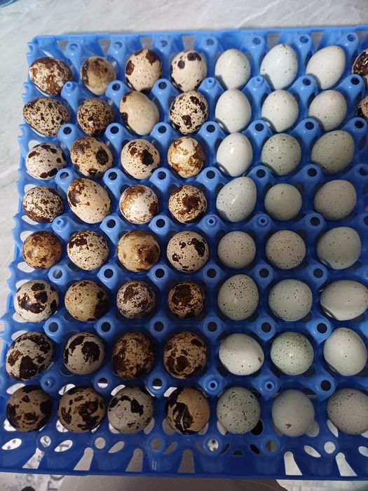 Ouă de prepeliță