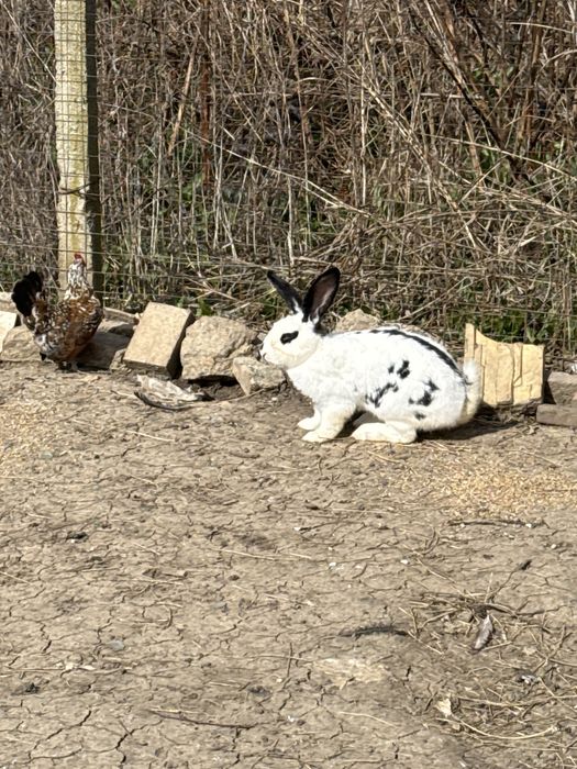 Iepuri de vanzare diferite culori