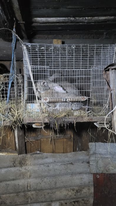 Продам кроликов..
