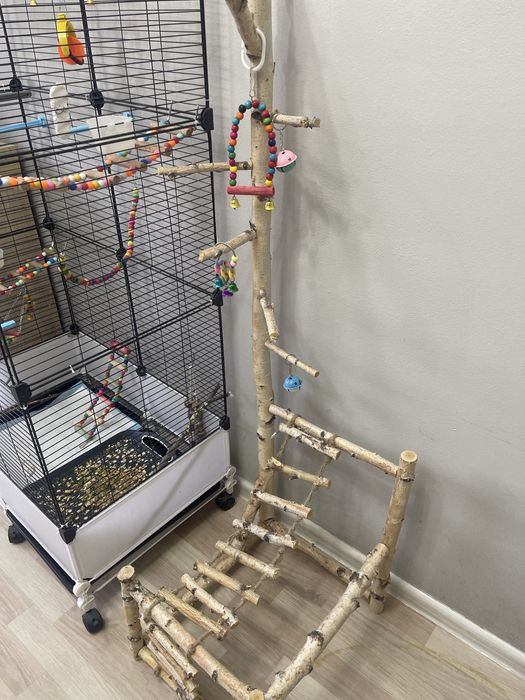 2 кореллы и все необходимое