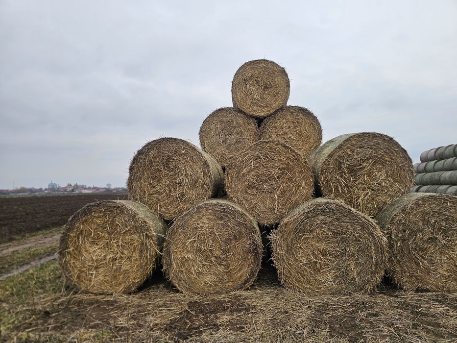 De vânzare baloti Rotunzi de paie