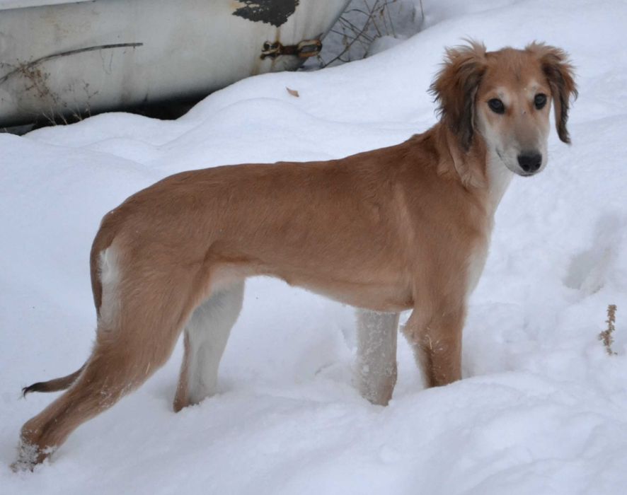 Щенки казахский тазы
