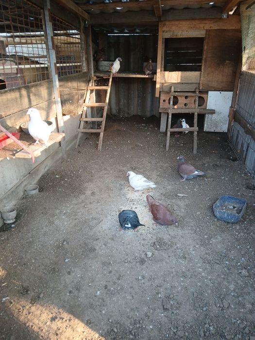 Vând iepuri si porumbei