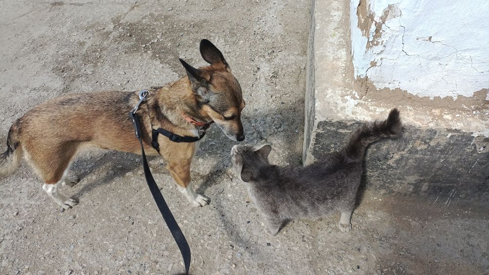 Дрессировка собак