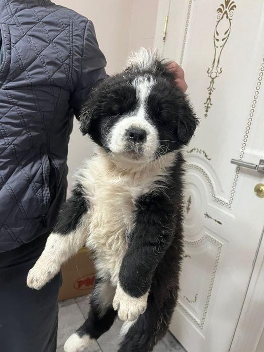 Продам щенков срочно