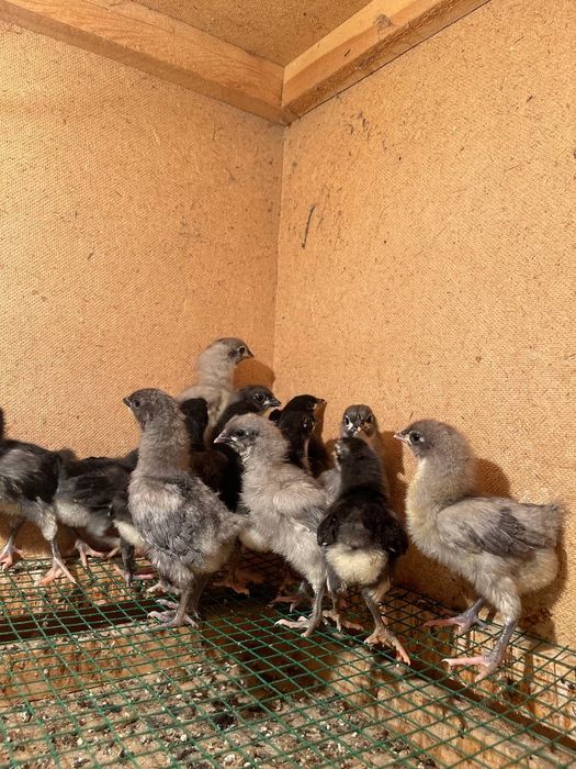 Avstralorp Joja tuxum sotiladi