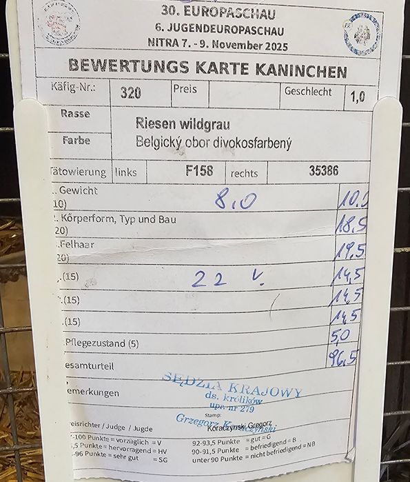 Mascul Urias Gri German F158