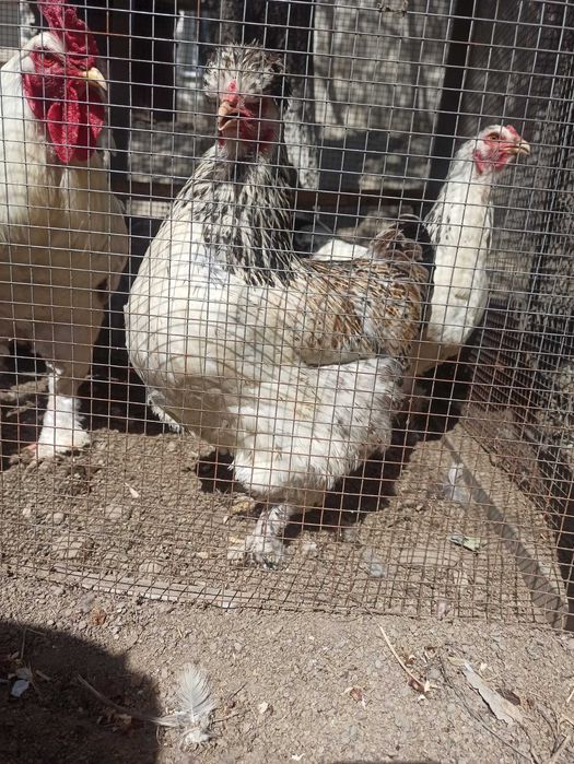 Brama tovuq tuxumlari