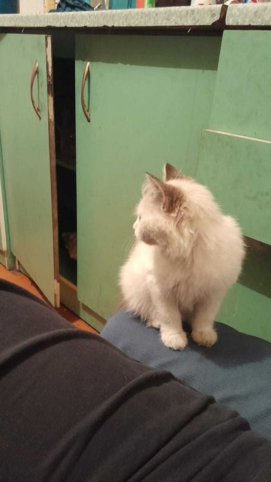 Отдам котенка в добрые руки